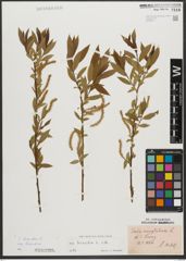 Foto von Salix triandra subsp. triandra L.
